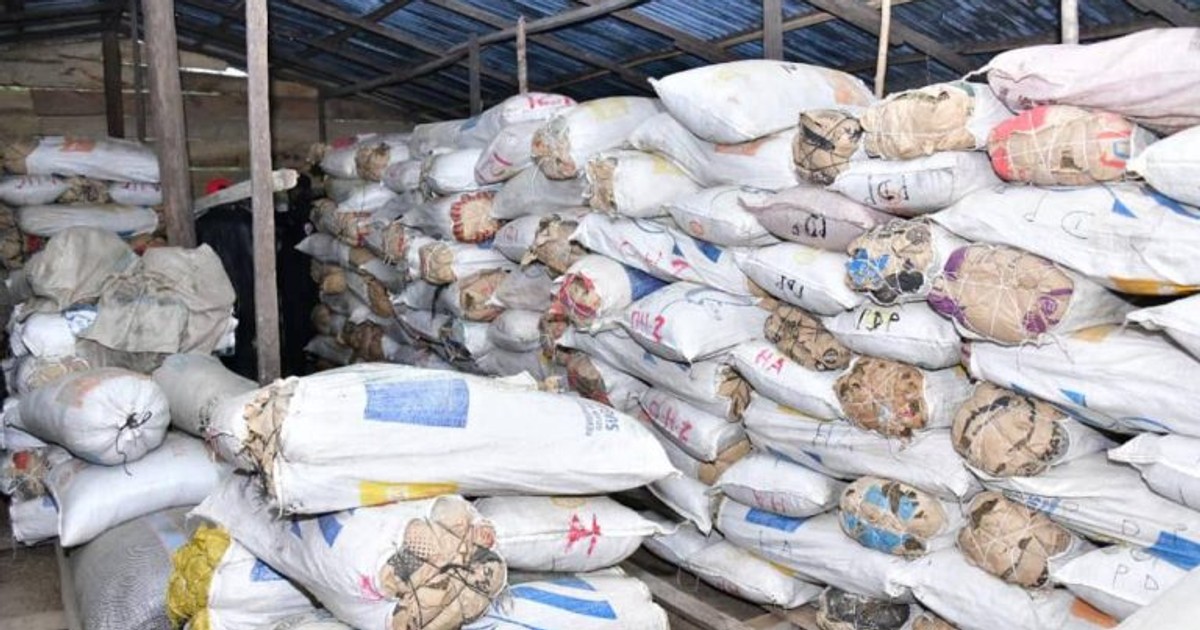 Nigerian Navy hands over ₦15.2M seized cannabis to NDLEA in Badagry - Vimarsana News