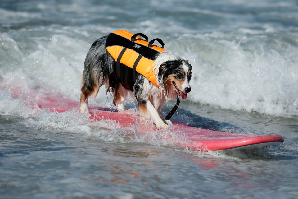 Takich surferów jeszcze nie widzieliście!