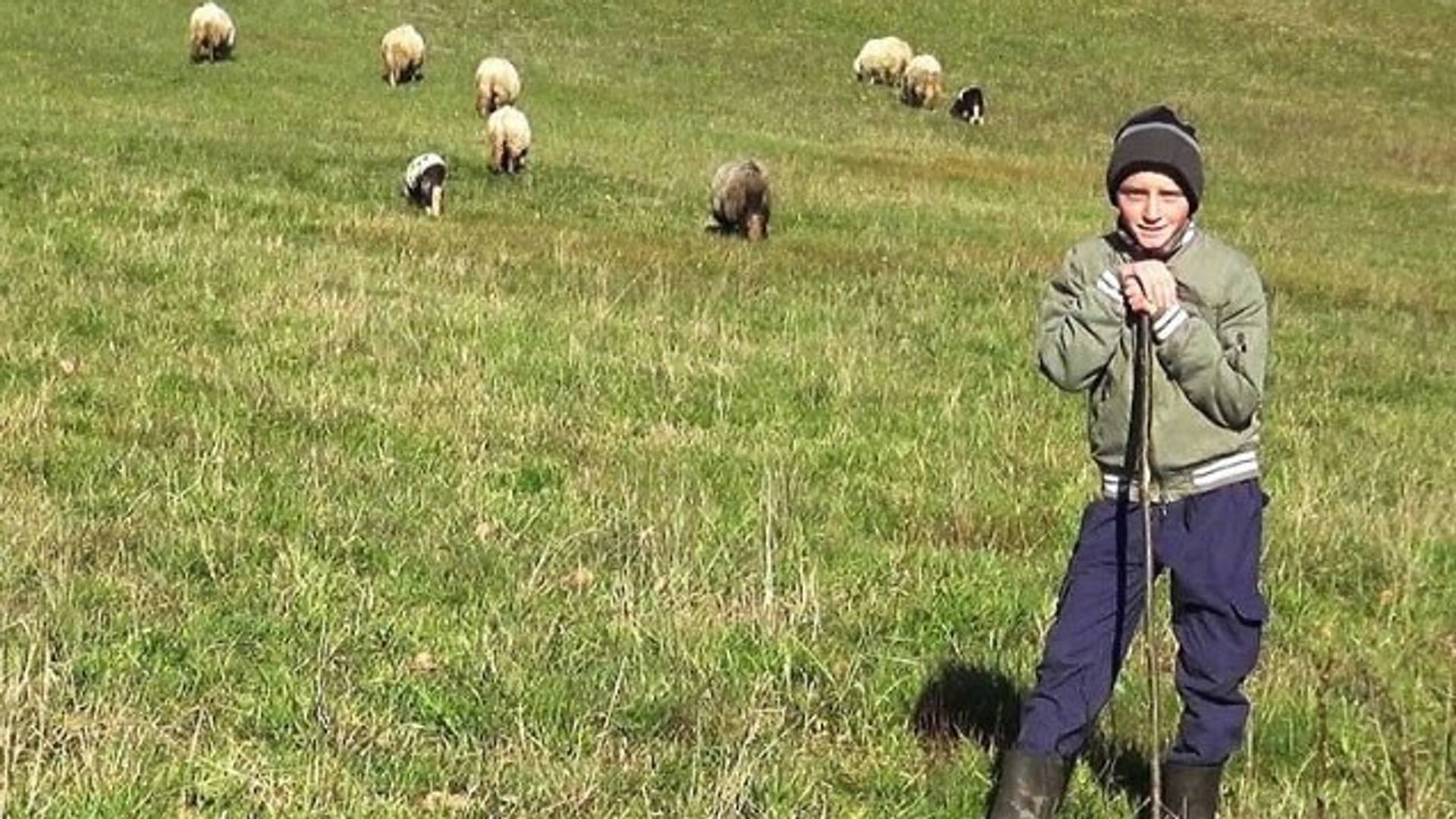 Priča dečaka iz Bosne oduševila region: Džeparac troši na kupovinu ovaca i želi da ih ima što više