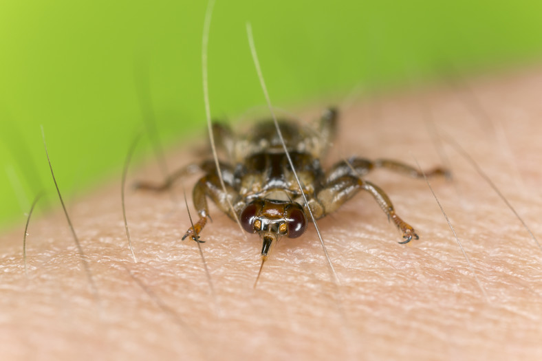 Białe ubrania chronią przed atakiem strzyżaka sarniego