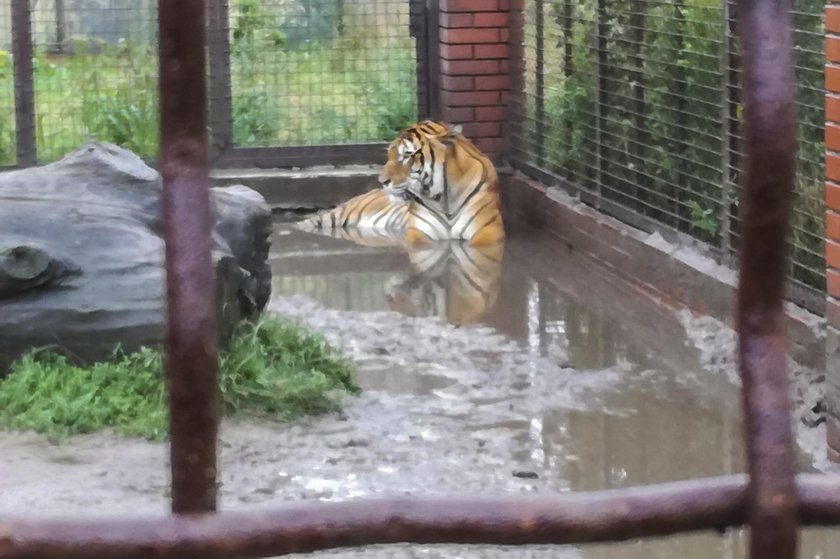 Tragiczna sytuacja zwierząt w hodowli pod Śremem. Brodzą w wodzie i odchodach