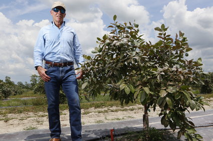 Floryda: plantatorzy pracują nad uratowaniem amerykańskich pomarańczy przed niszczycielską chorobą i zabójczym klimatem 