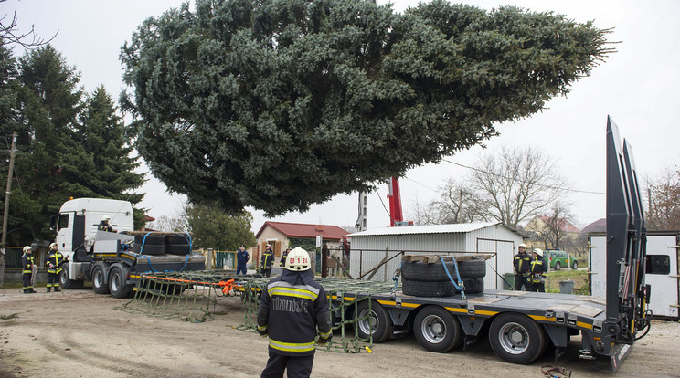 A hatalmas fát trélerrel vitték Budapestre / Fotó: MTI