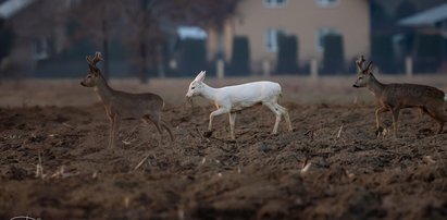 Sarenka albinos łamie serca koziołków pod Dębicą. Ludzie z niedowierzaniem przecierają oczy!