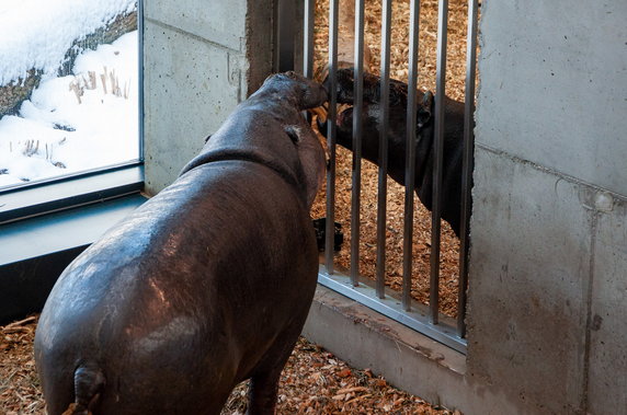 Nowy dom dla hipopotamów w krakowskim ZOO