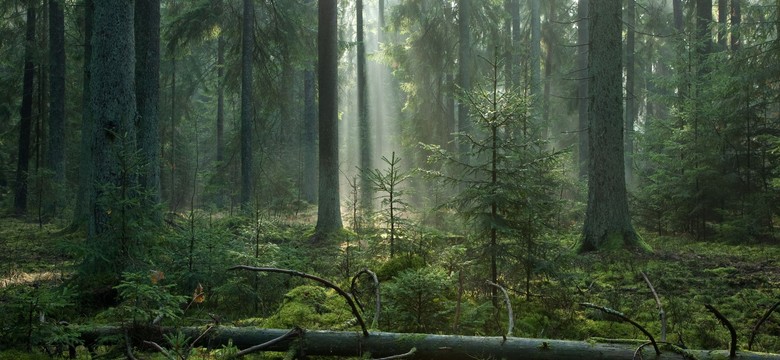 Decyzja UNESCO ws. Puszczy Białowieskiej. Nie zostanie wpisana na Listę Światowego Dziedzictwa w Zagrożeniu