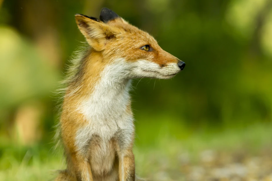 Lisice parazit prenose na domaće životinje
