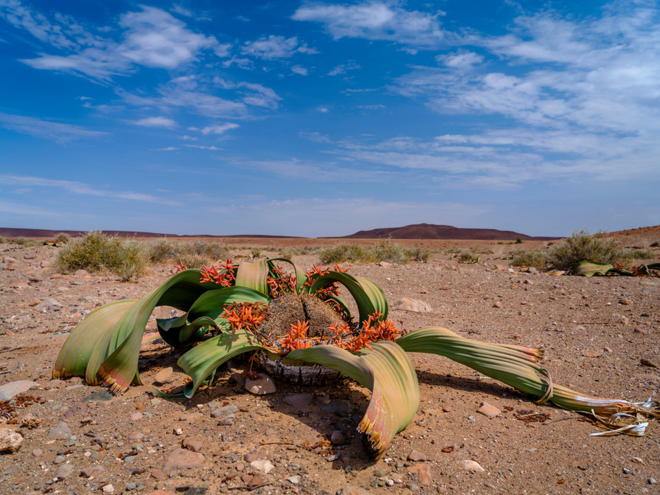 Welwiczja przedziwna (Welwitschia mirabilis)