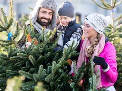Choinka choince nierówna - na co zwrócić uwagę, poszukując 'modelu' trwałego i pięknego?