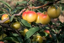 Szybko utworzysz z niej żywopłot. Jej owoce podobne są do mirabelek