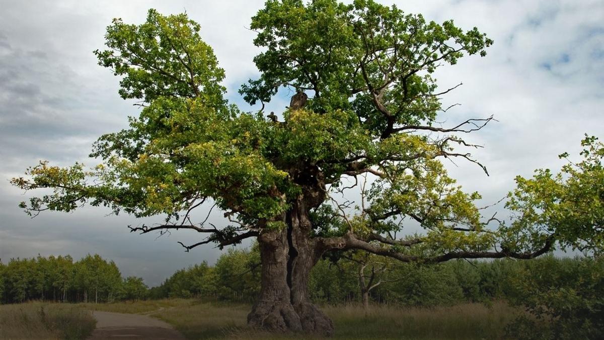 Dąb Dunin zwany Strażnikiem Puszczy Białowieskiej zwycięzcą plebiscytu Europejskie Drzewo Roku 2022
