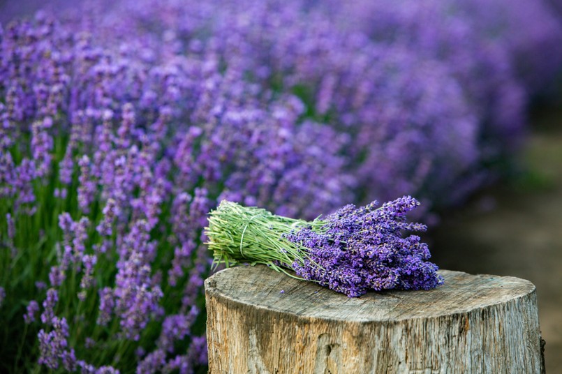 Lawenda pole pola lawendy ścięta lawenda Flowers,In,The,Lavender,Fields,In,The,Provence,Mountains.,Panoramic