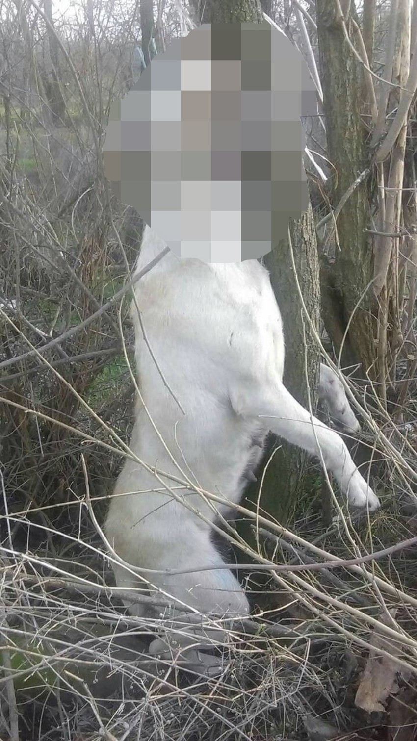 Pas u Trnjanu pronađen obešen o drvo kraj puta 