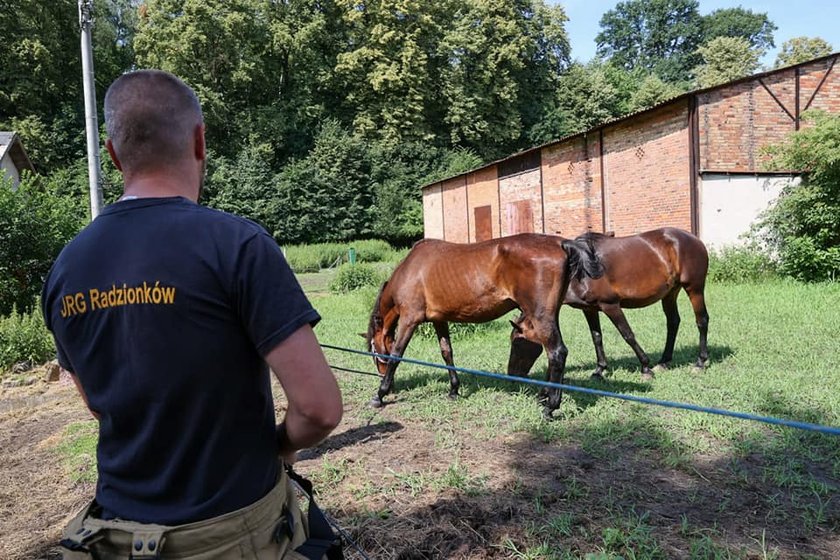 Na szczęście nic się nie stało i uwolniony koń pobiegł do stada