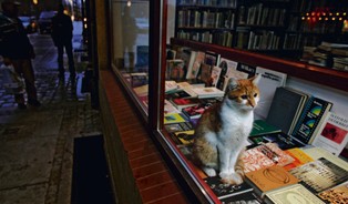 Darmowe podręczniki mogą doprowadzić do upadku 2/3 księgarni w Polsce