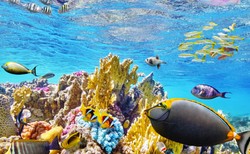 Niezwykłe odkrycie w pobliżu wysp Galapagos. Naukowcy zaskoczeni skalą