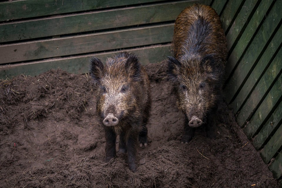 Tu leczy się dzikie zwierzęta. Nowy ośrodek w Warszawie