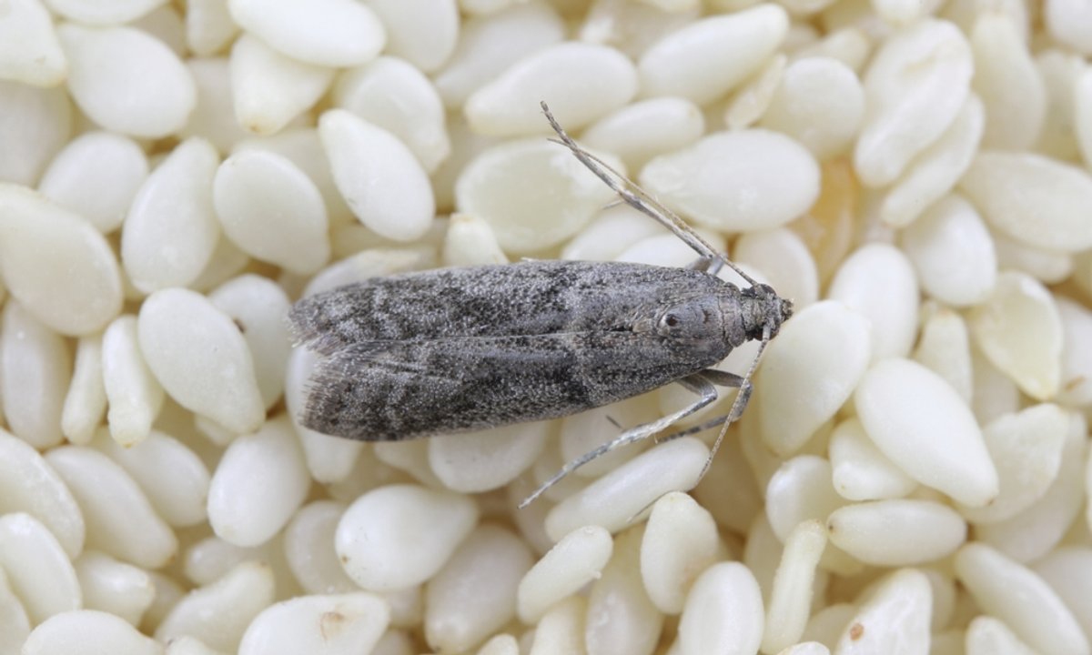 Mole spożywcze to prawdziwa zmora. Gdy je znajdziesz, musisz gwałtownie działać