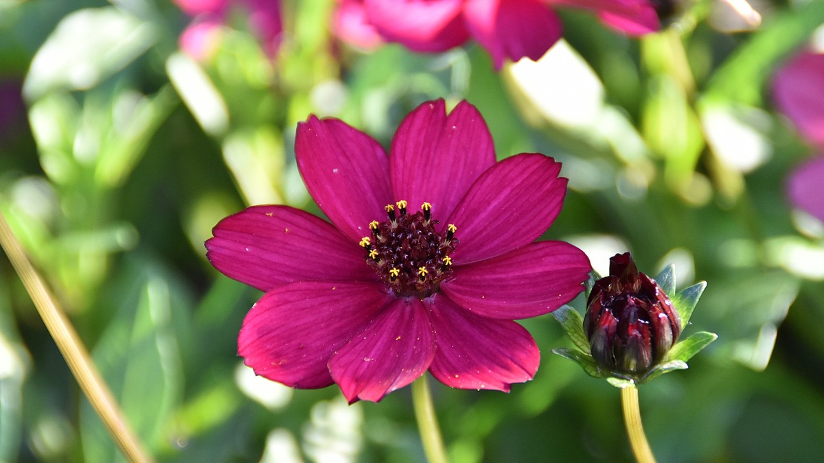 čokoladni cosmos