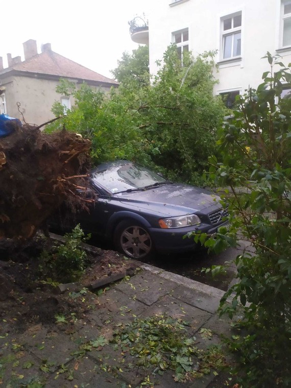 Upadające drzewa zniszczyły samochody w Krakowie