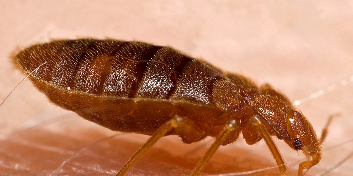 pluskwa Cimex lectularius