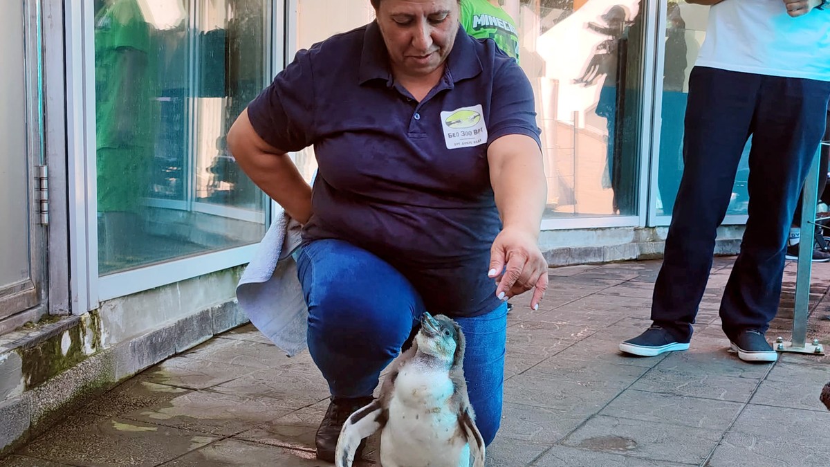 Beba pingvin u Beo zoo vrtu