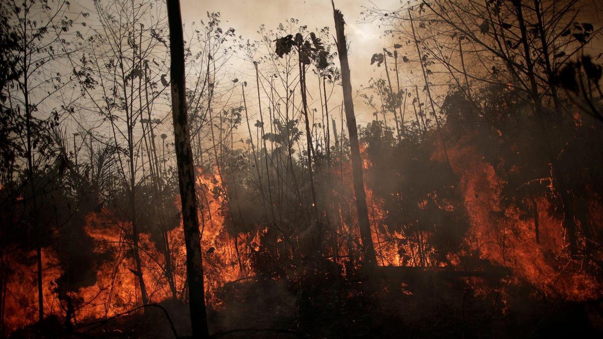 A burning tract of Amazon jungle is seen while as it is being cleared by loggers and farmers in Porto Velho