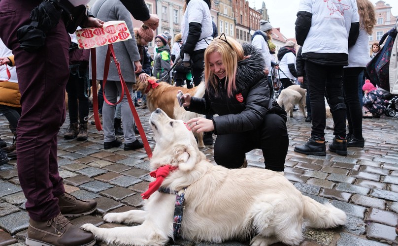 POZNAŃ 27. FINAŁ WOŚP PSY GOLDEN RETRIEVER