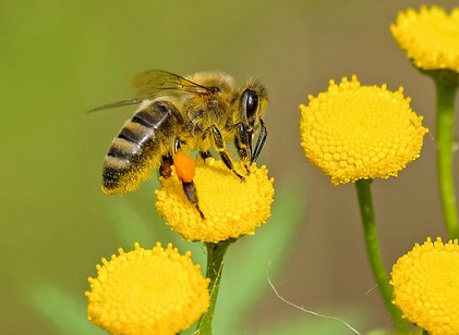 Beporzóbarát város: a biodiverzivitás a városokban is elengedhetetlen című cikk nyitóképe
