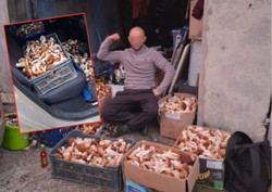 Oto nowy król grzybiarzy. Zebrał 113 kg w jeden dzień [WIDEO]