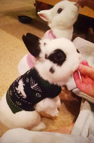 cute-animals-wearing-tiny-sweaters-79-5804cecfbbde8__605