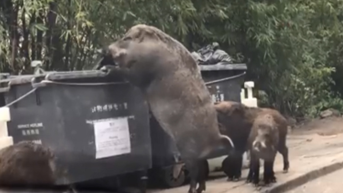 Ogromny dzik nawiedził śmietnik na podwórku obok szkoły w Hongkongu. Nagranie z "Pigzillą", jak zostało nazwane zwierzę, obiegło już internet.