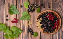 Mało kalorii, za to dużo zdrowia: PORZECZKI