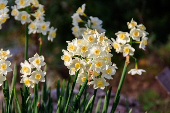 Narcisi