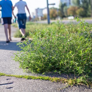 Országszerte erősödik a parlagfű – így kezdődnek a tünetek