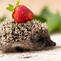 Laktózérzékeny hasznos tűpárnák a kertben - így etesse helyesen a sünöket