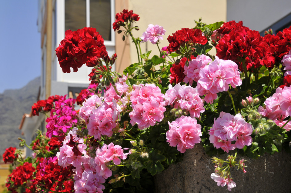 Pelargonie ciągle w modzie