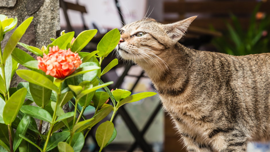 Zapach niektórych roślin odstrasza koty - dongli/stock.adobe.com