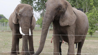 Állatkínzás miatt is vizsgálják a cirkuszi elefántok ügyét
