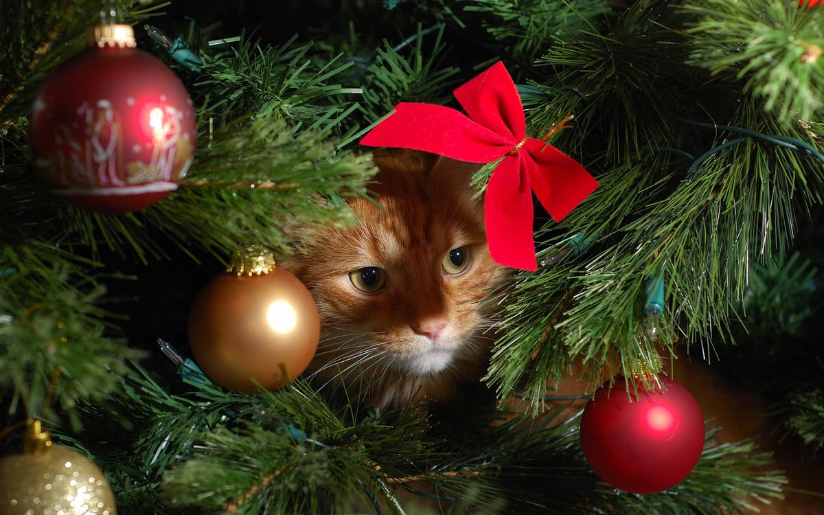 18 macskabiztos karácsonyfa ötlet, amivel túljárhatsz a négylábú eszén! -  Glamour