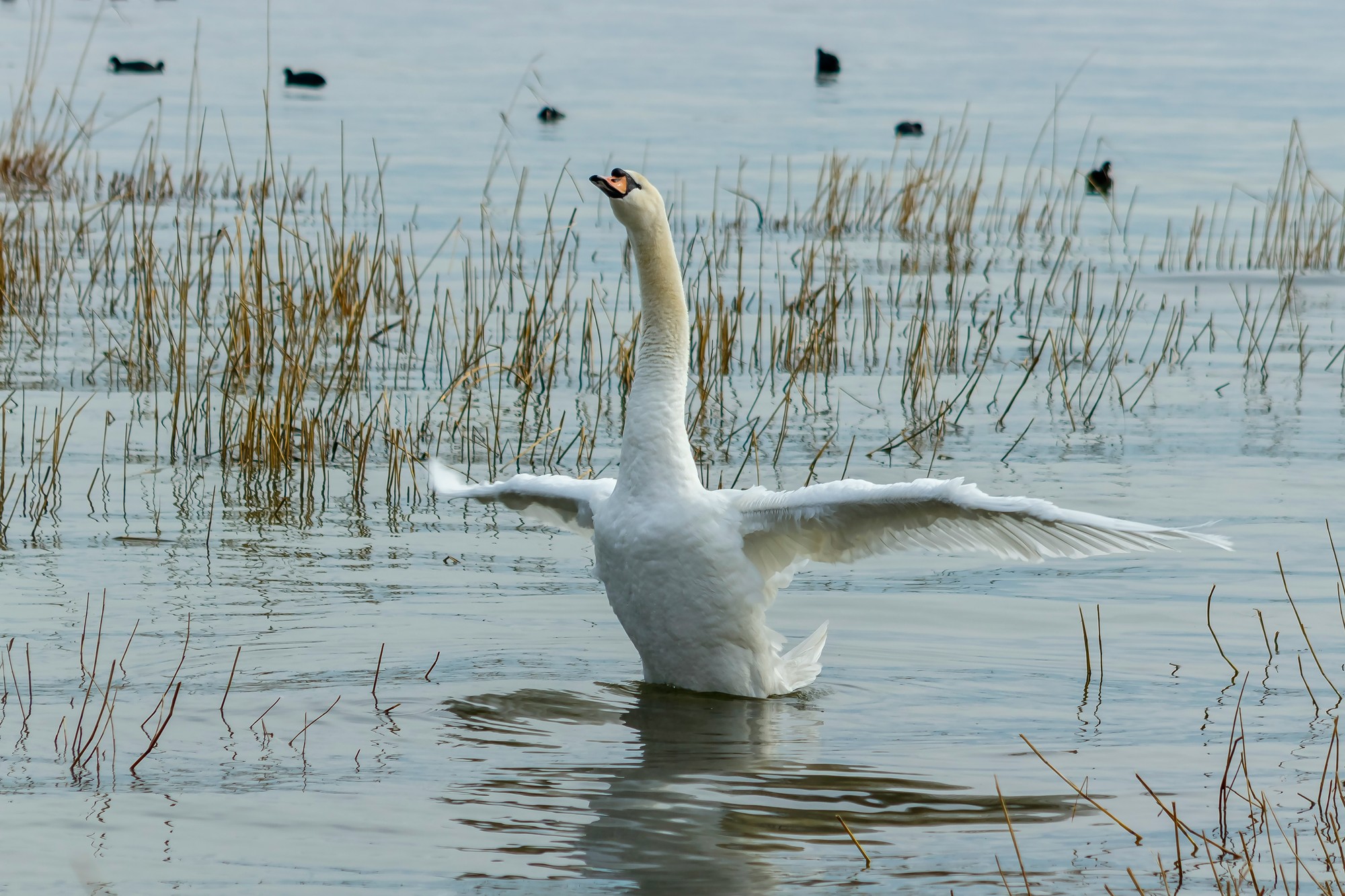 Balaton je domovom vzácneho ekosystému.