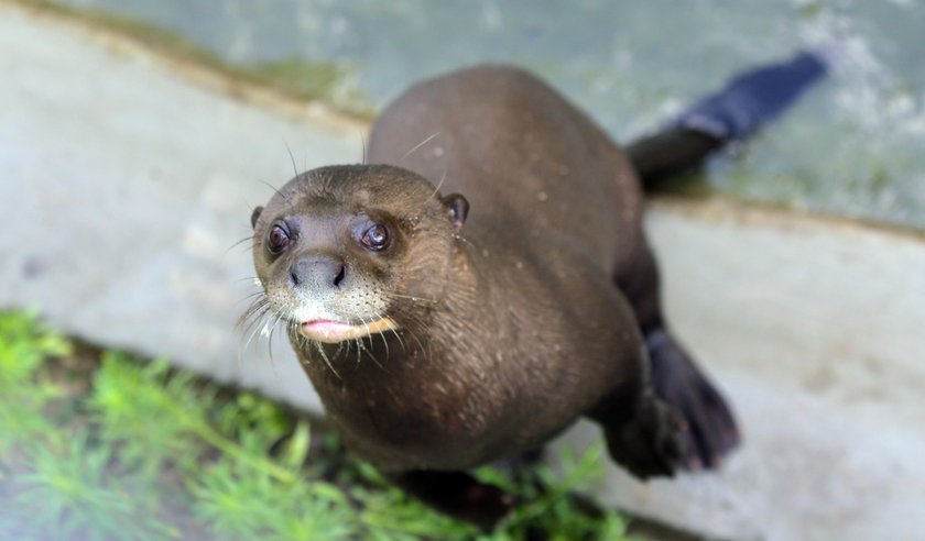 Zakochane wydry mieszkają w łódzkim zoo. Czy będą z tego dzieci? 