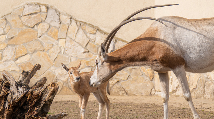 A szerencsés látogatók már most találkozhatnak a kis jövevénnyel az Afrika-panoráma soron. / Fotó: Debreceni Állatkert 
