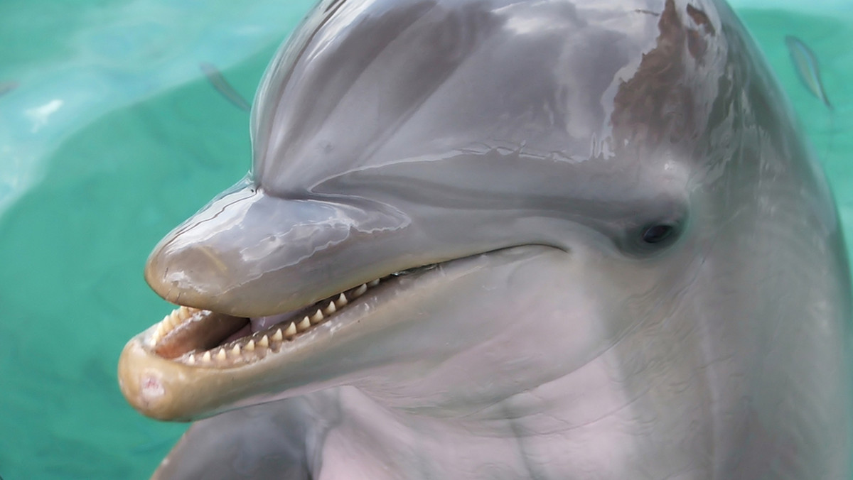 Psotny delfin skłonił władze francuskiego miasteczka nad Atlantykiem do zakazania kąpieli przy okolicznych plażach, w obawie, że ludzie mogą zostać poszkodowani przez wybryki nadmiernie podnieconego ssaka.