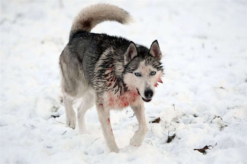 Husky ciężko pogryzł 2-letnie dziecko