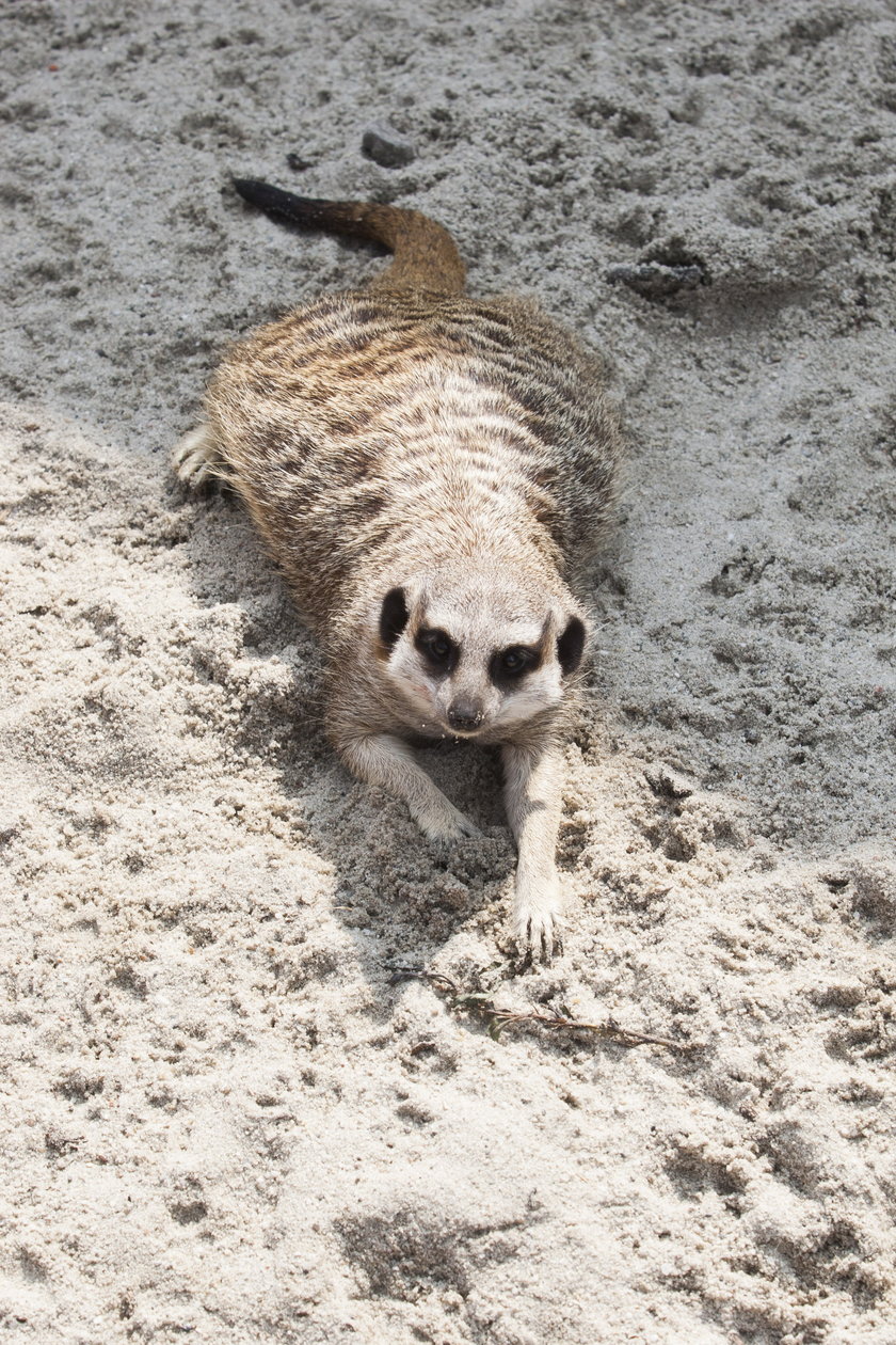 Sjesta w śląskim zoo