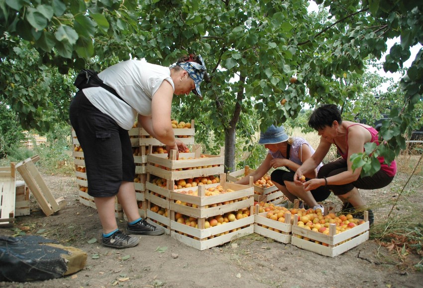 Poslodavci pre prihvataju starije i iskusnije berače