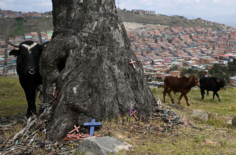 "Drzewo wisielca" (Palo del Ahorcado) w stolicy Kolumbii i jego mroczna legenda