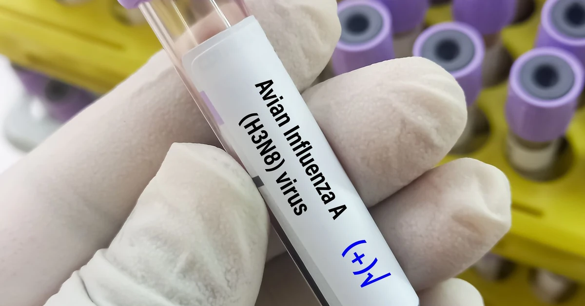 Ptasia grypa zdziesiątkowała słonie morskie na Atlantyku. "Wyniki są druzgocące"