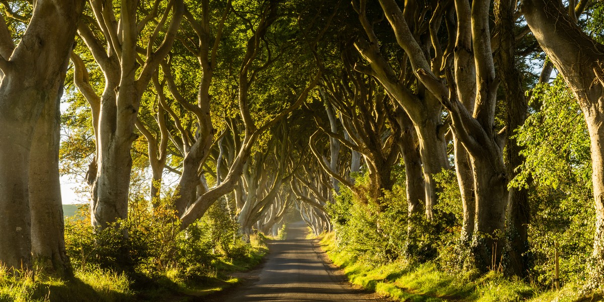 The Dark Hedges w Irlandii Północnej 